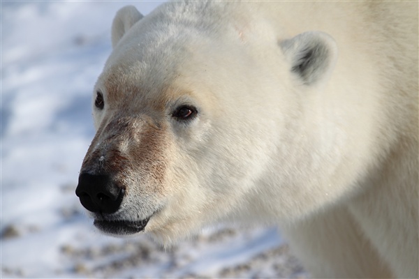 600_Manitoba_Churchill_PolarB_Day4_2288.jpg