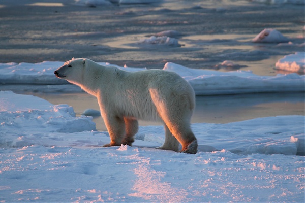 600_Manitoba_Churchill_PolarB_Day4_2341.jpg