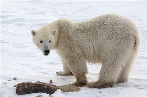 600_Manitoba_Churchill_PolarB_Day5_1467.jpg