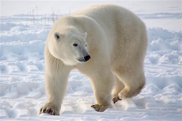 600_Manitoba_Churchill_PolarB_Day5_1489.jpg