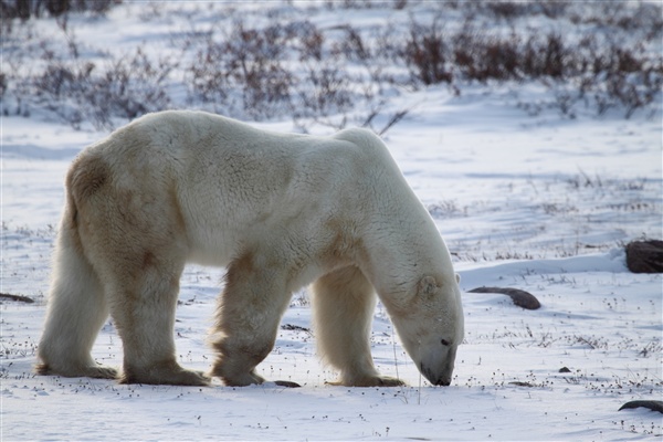 600_Manitoba_Churchill_PolarB_Day5_2428.jpg