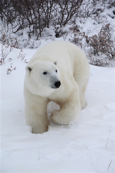 600_Manitoba_Churchill_PolarB_Day6_1526.jpg