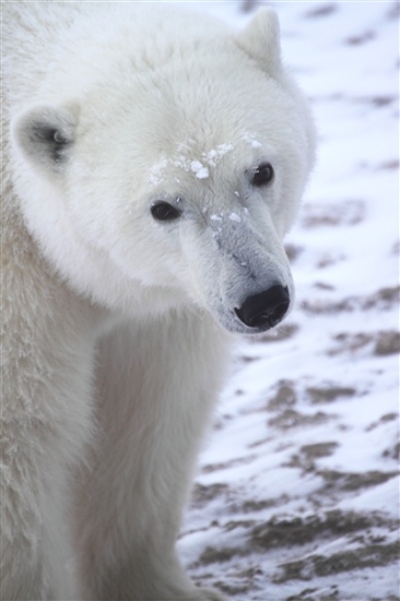 600_Manitoba_Churchill_PolarBears1389.jpg