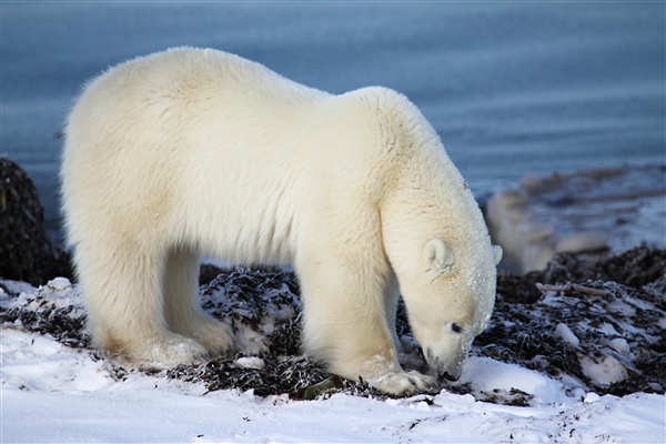 600_Manitoba_Churchill_PolarBears1560.jpg