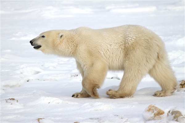 600_Manitoba_Churchill_PolarBears_1536.jpg