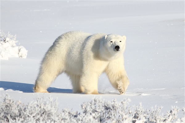 600_Manitoba_Churchill_PolarBears_1587.jpg