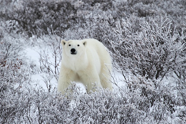 600_Manitoba_Churchill_PolarBears_1664.jpg