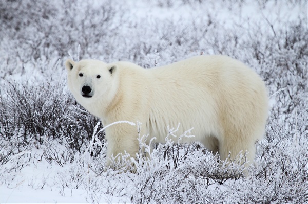 600_Manitoba_Churchill_PolarBears_1668.jpg