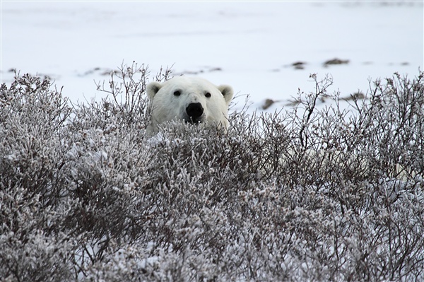 600_Manitoba_Churchill_PolarBears_1669.jpg