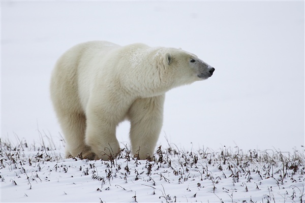 600_Manitoba_Churchill_Polar_Day3b_1783.jpg