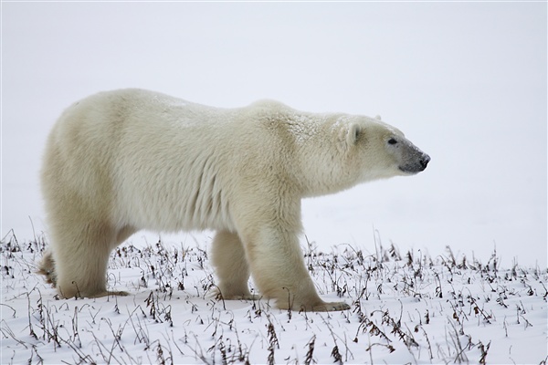 600_Manitoba_Churchill_Polar_Day3b_1786.jpg