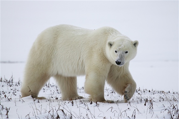 600_Manitoba_Churchill_Polar_Day3b_1787.jpg