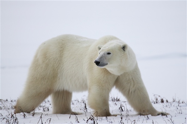 600_Manitoba_Churchill_Polar_Day3b_1788.jpg