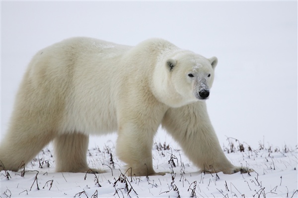 600_Manitoba_Churchill_Polar_Day3b_1789.jpg