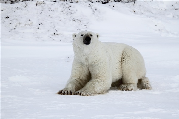 600_Manitoba_Churchill_Polar_Day3b_1876.jpg