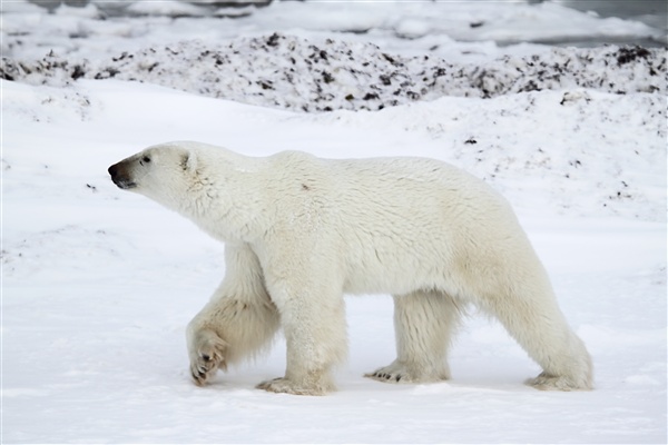 600_Manitoba_Churchill_Polar_Day3b_1877.jpg