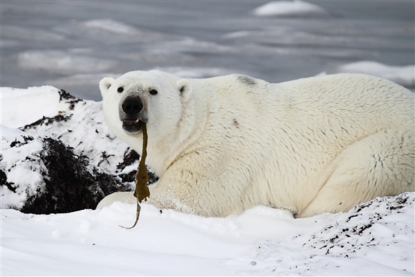 600_Manitoba_Churchill_Polar_Day3b_1885.jpg