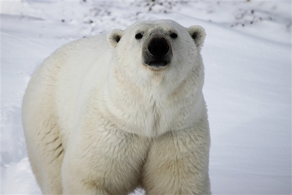 600_Manitoba_Churchill_Polar_Day3b_1889.jpg