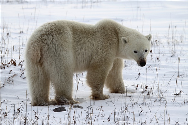 600_Manitoba_Churchill_Polar_Day3b_1894.jpg