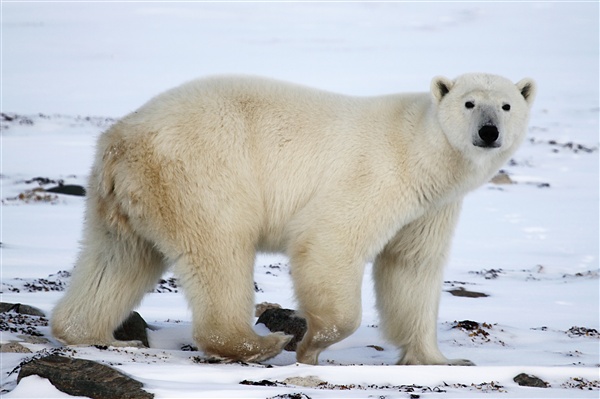 600_Manitoba_Churchill_Polar_Day3b_1908.jpg