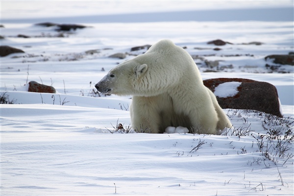 600_Manitoba_Churchill_Polar_Day3b_1925.jpg