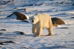 600_Manitoba_Churchill_PolarB_Day3_1703