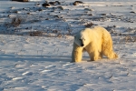 600_Manitoba_Churchill_PolarB_Day3_1707