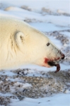 600_Manitoba_Churchill_PolarB_Day4_2125