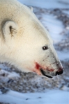 600_Manitoba_Churchill_PolarB_Day4_2126