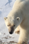 600_Manitoba_Churchill_PolarB_Day4_2271_m