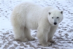 600_Manitoba_Churchill_PolarBears1391