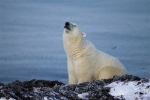 600_Manitoba_Churchill_PolarBears1557