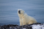 600_Manitoba_Churchill_PolarBears1558