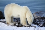 600_Manitoba_Churchill_PolarBears1560