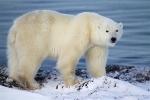 600_Manitoba_Churchill_PolarBears1566