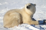 600_Manitoba_Churchill_PolarBears1571