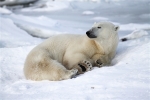 600_Manitoba_Churchill_PolarBears1603