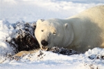 600_Manitoba_Churchill_PolarBears1614