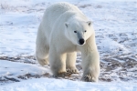 600_Manitoba_Churchill_PolarBears1629