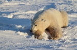 600_Manitoba_Churchill_PolarBears_1424