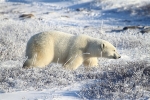 600_Manitoba_Churchill_PolarBears_1591