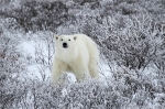 600_Manitoba_Churchill_PolarBears_1664