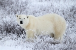 600_Manitoba_Churchill_PolarBears_1668