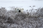 600_Manitoba_Churchill_PolarBears_1669