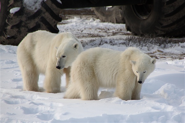 600_Manitoba_Churchill_PolarB_Day5_1473.jpg