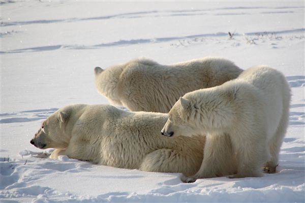 600_Manitoba_Churchill_PolarB_Day5_1475.jpg