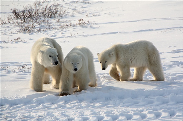 600_Manitoba_Churchill_PolarB_Day5_1476.jpg