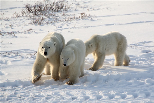 600_Manitoba_Churchill_PolarB_Day5_1477.jpg