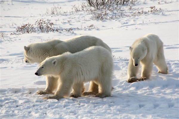 600_Manitoba_Churchill_PolarB_Day5_1478.jpg