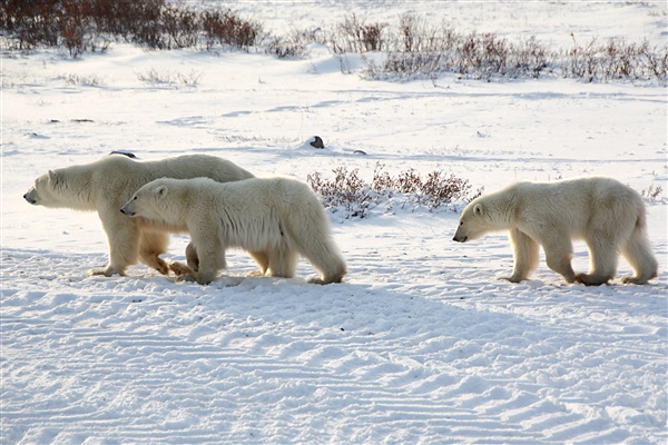 600_Manitoba_Churchill_PolarB_Day5_1480.jpg